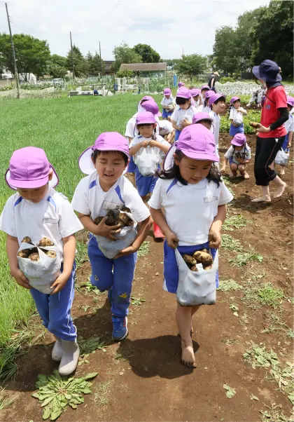 掘ったじゃがいもを袋に詰めて運ぶ園児たち